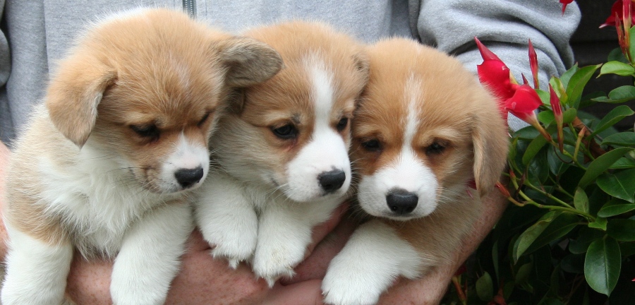 Puppies
